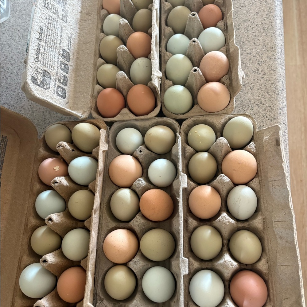 Assorted Farm Fresh Eggs in Carton